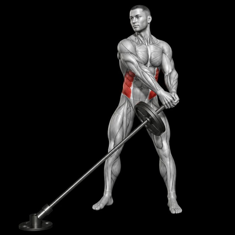 Landmine Rotation anatomy plate