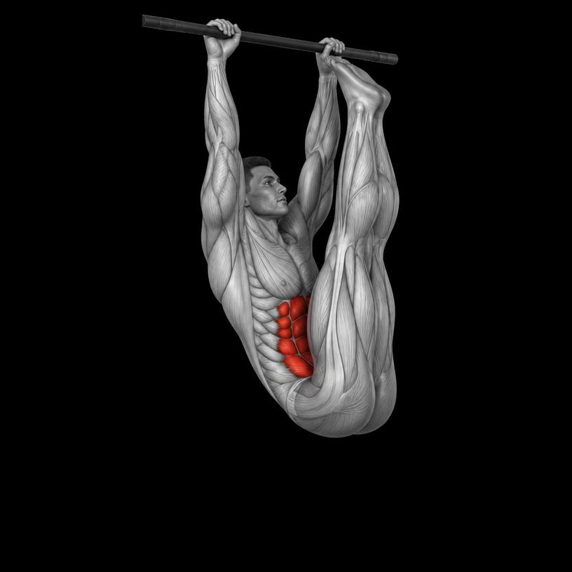 Toes to Bar anatomy plate