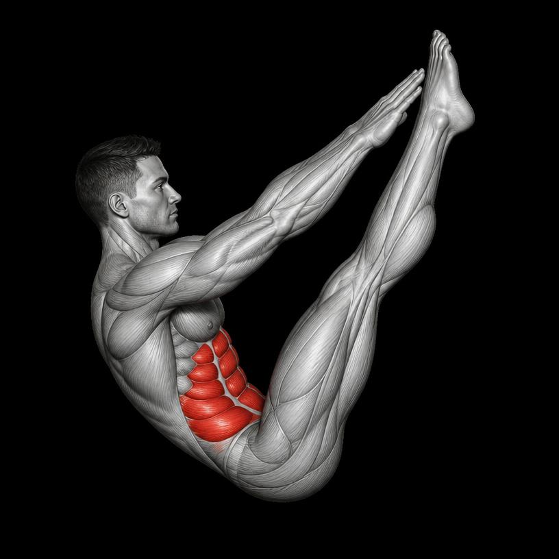 V Up anatomy plate