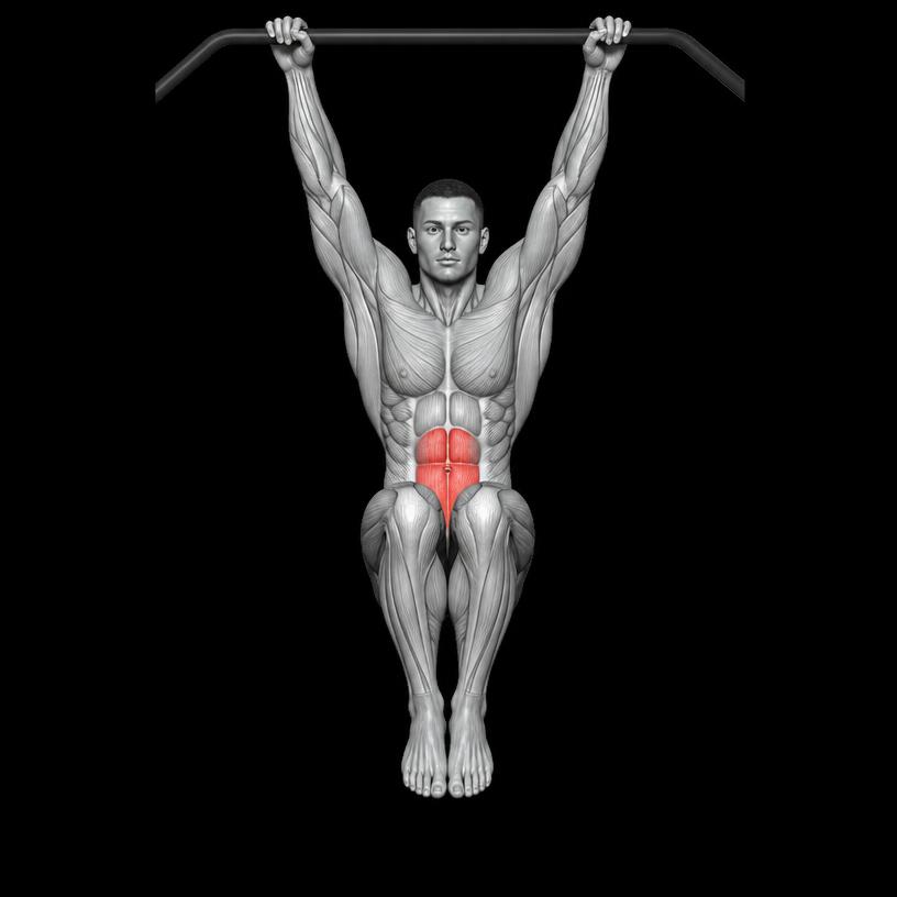 Hanging Knee Raise anatomy plate